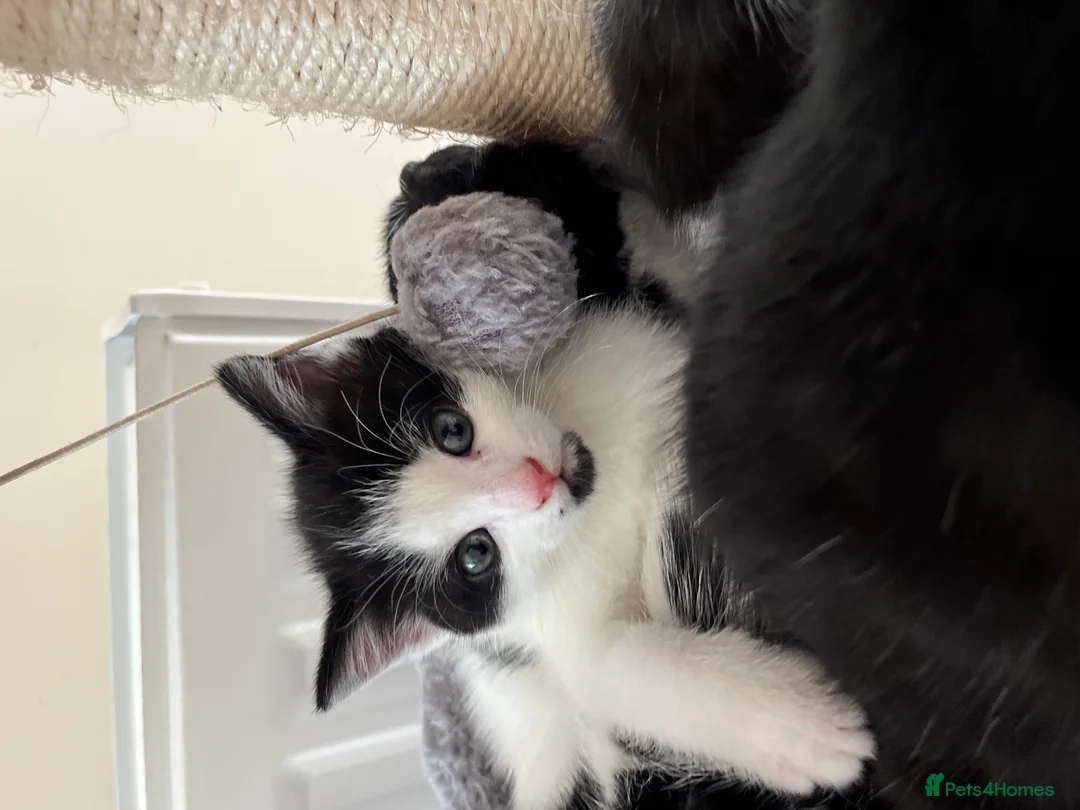 Mixed Breed cats for sale: 1 Beautiful girl Kitten in Great Malvern - Advert 12