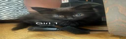 Mixed Breed cats for sale: Black kittens for sale - Advert 1