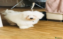 Bichon Frise dogs for sale: Bichon frise 4 year old male stud for sale - Image 12