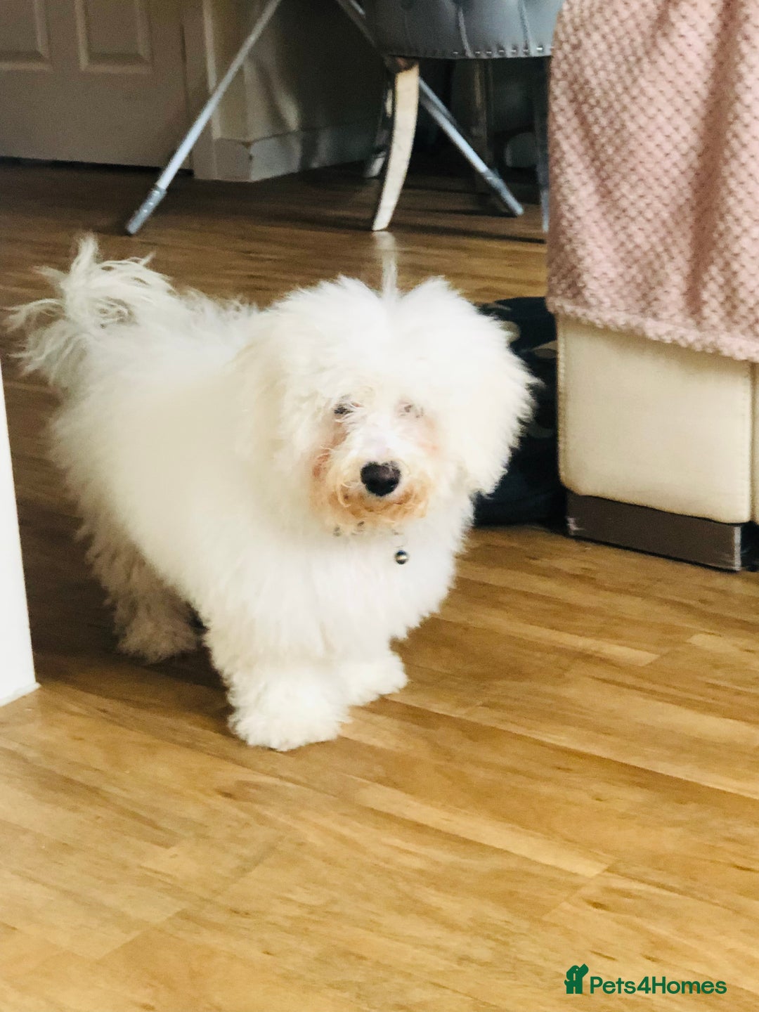 Bichon Frise dogs for sale: Bichon frise 4 year old male stud for sale - Image 12