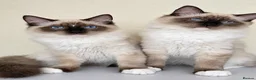 Ragdoll cats for sale: Chunky boys - Advert 5