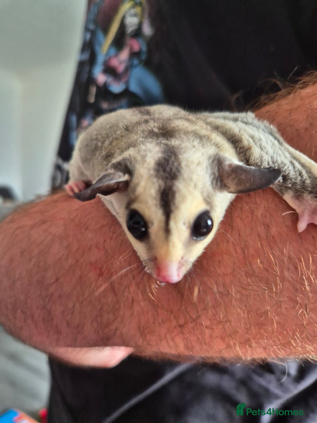 Sugar Glider rodents for sale: Breeding pair of  sugar gliders ready 13th sept   - Image 34