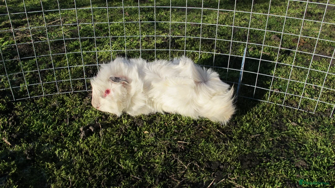 Guinea Pig rodents for sale: Male & Female guinea pigs various types & colours - Advert 4