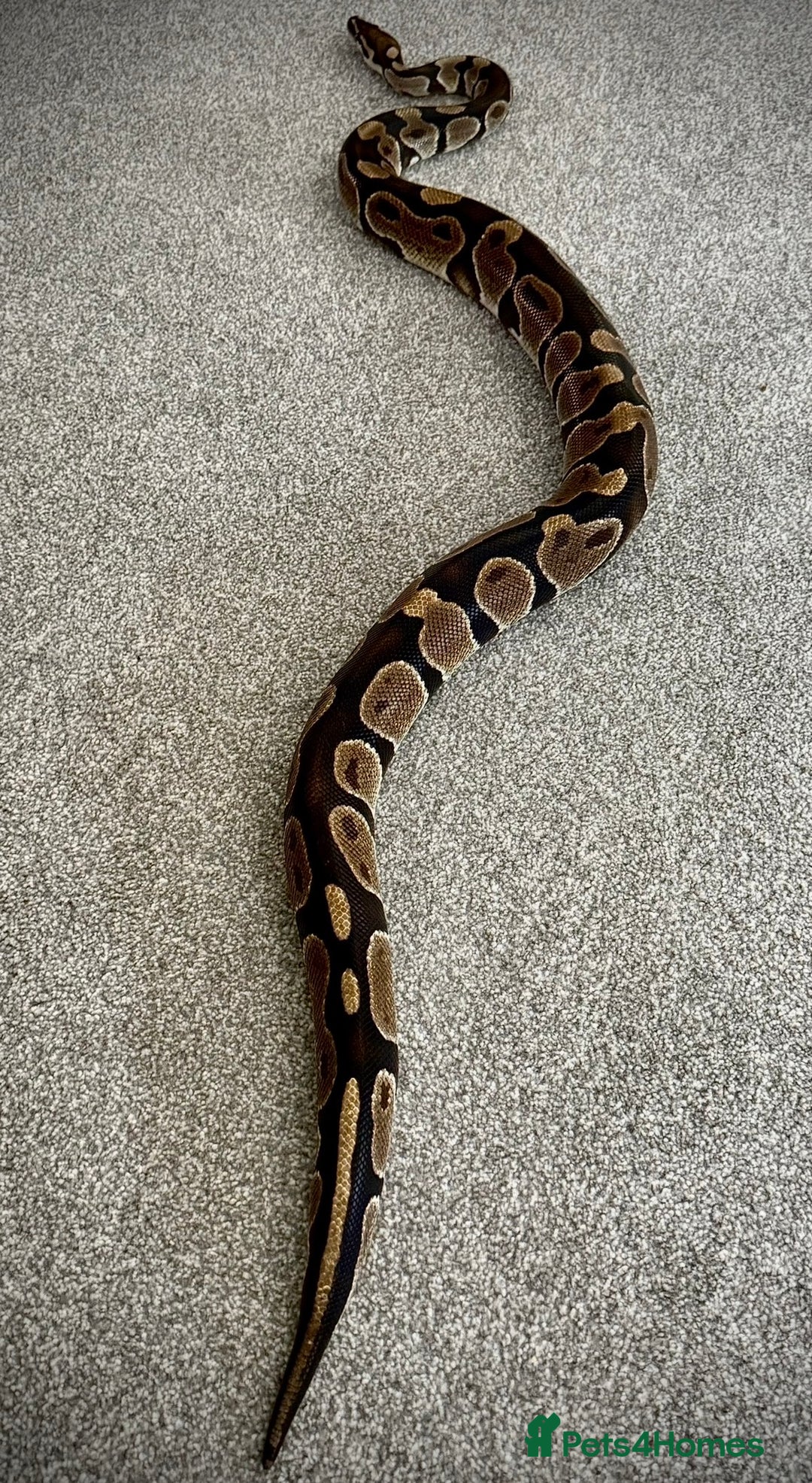 Python Snake reptiles for sale: Ball python Monty  - Advert 2