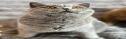 British Shorthair cats for sale: Gccf registered kittens  - Advert 1