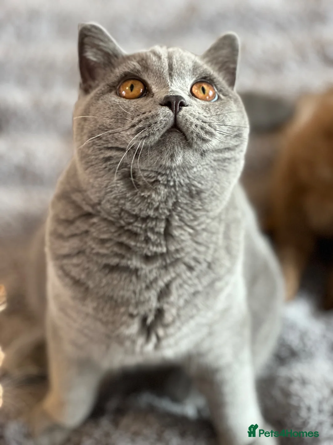 British Shorthair cats for sale: Gccf registered kittens  - Advert 1