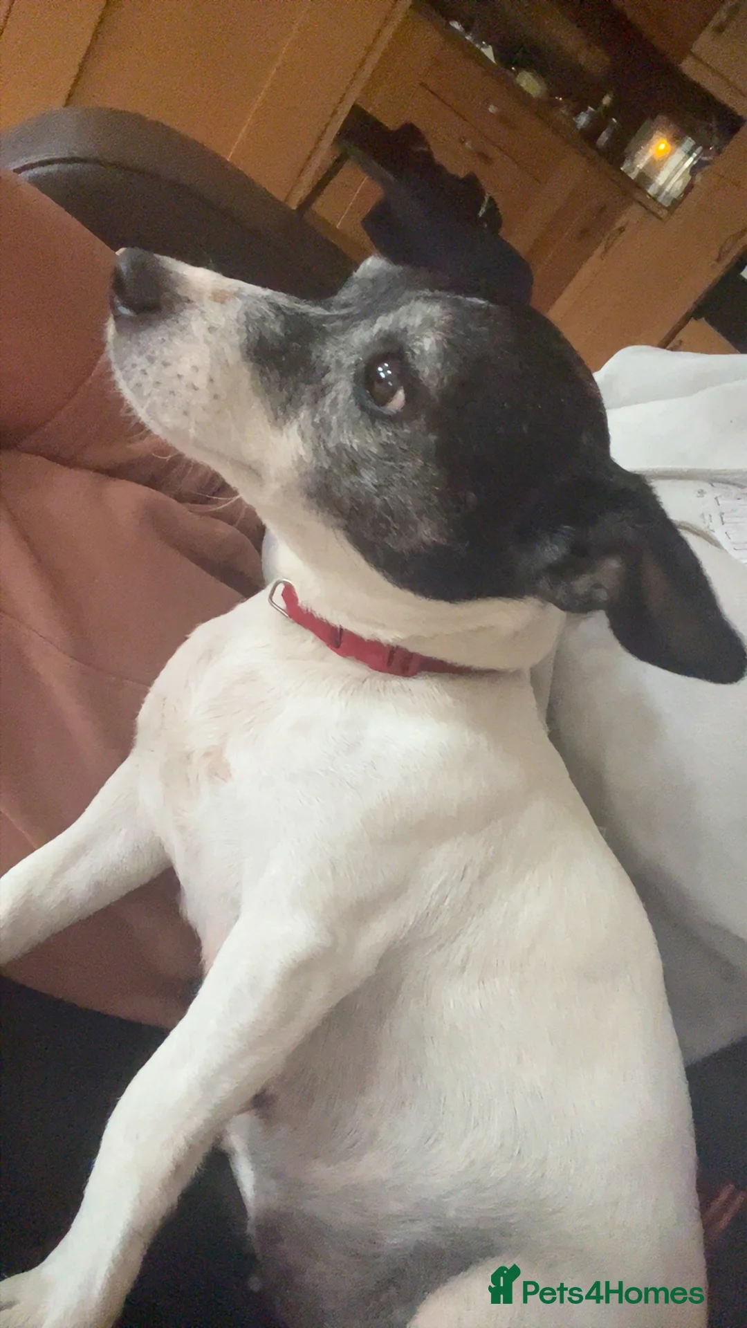 Patterjack dogs for sale: Patterjacks 3 boys 2 girls  - Advert 13