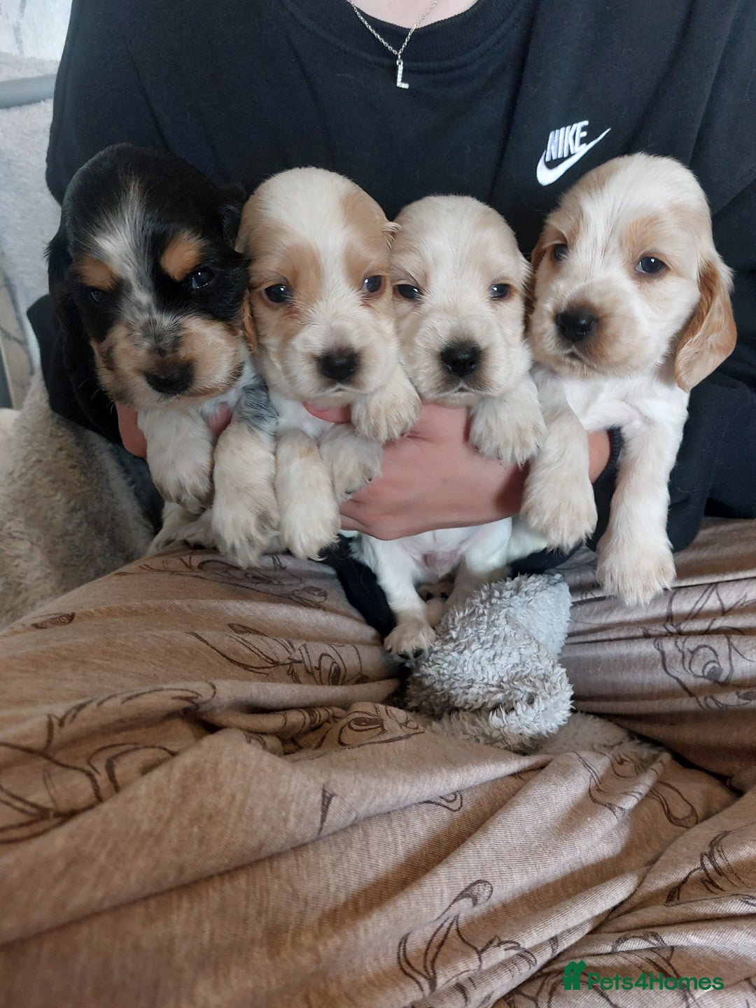 Cocker Spaniel dogs for sale: Show Type Cocker Spaniels - Image 2