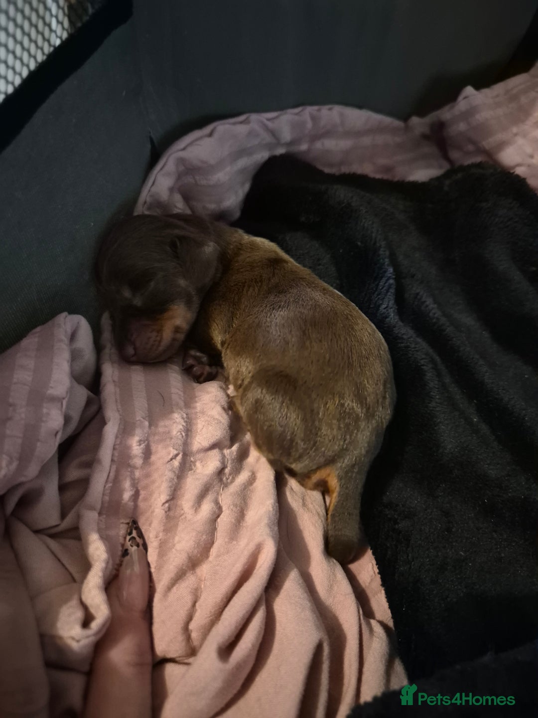 Miniature Dachshund dogs for sale: Female miniature dachshund  - Advert 5