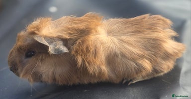 Guinea Pig rodents - Advert 3