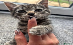 Mixed Breed cats for sale: Kittens for Sale - Image 2