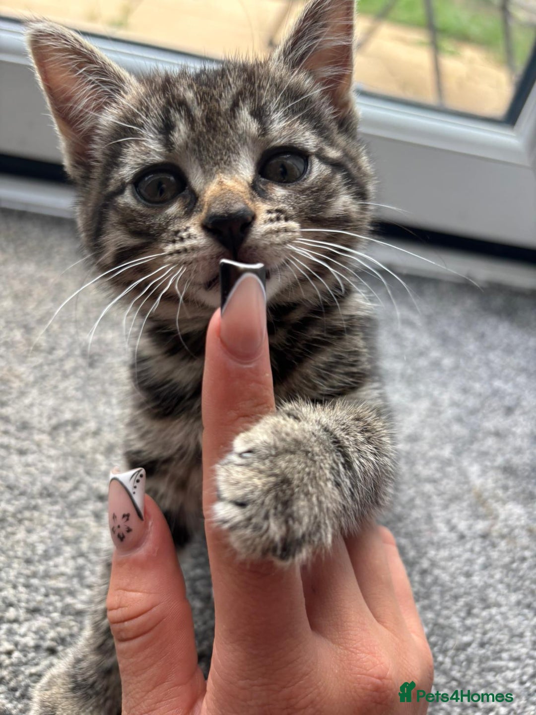 Mixed Breed cats for sale: Kittens for Sale - Image 2