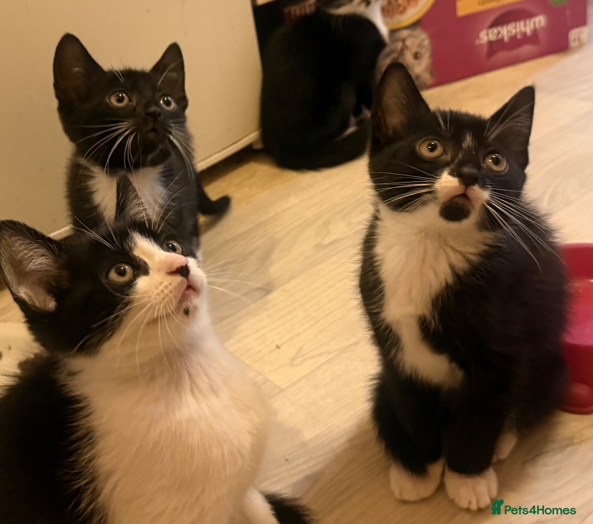Mixed Breed cats Gorgeous Black & White Kittens-Male & Female  - Advert 1