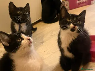 Mixed Breed cats Gorgeous Black & White Kittens-Male & Female - Advert 1