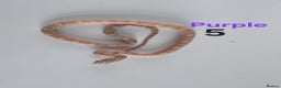 Corn Snake reptiles for sale: Baby Cornsnakes  - Advert 23