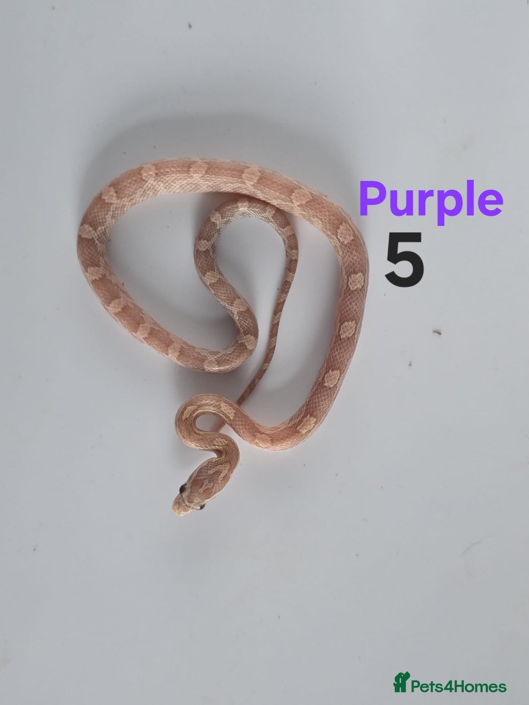 Corn Snake reptiles for sale: Baby Cornsnakes  - Advert 23