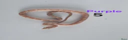 Corn Snake reptiles for sale: Baby Cornsnakes  - Advert 21