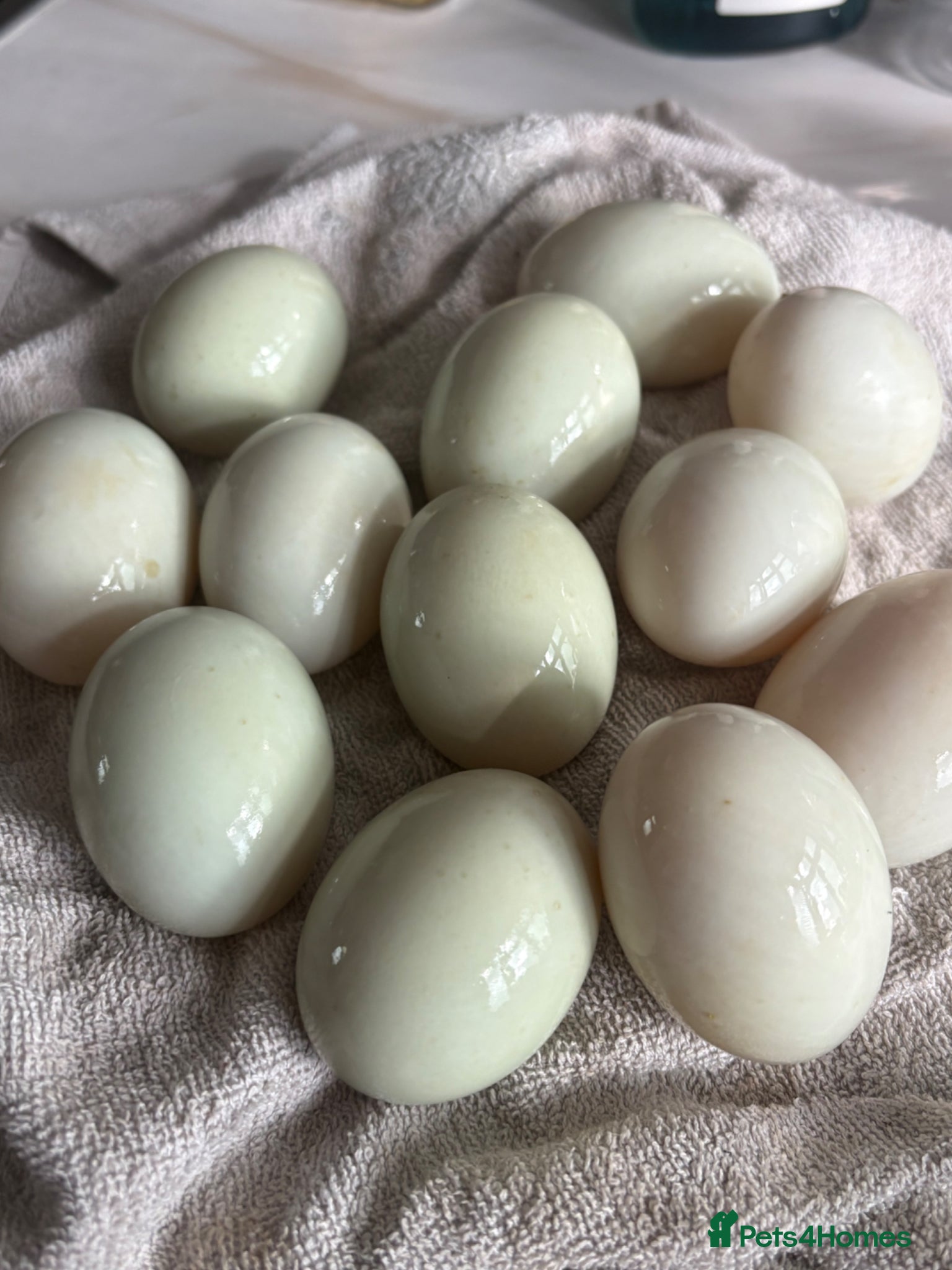 Ducks poultry Indian runner fertile eggs for sale  - Advert 3