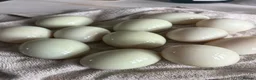Ducks poultry for sale: Indian runner fertile eggs for sale  - Advert 1