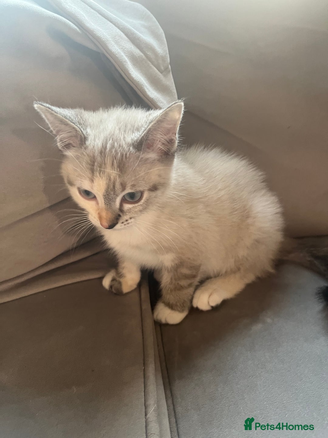 Ragdoll cats for sale: 2 half ragdoll kittens  - Advert 6