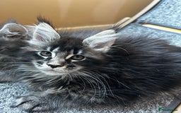 Maine Coon cats for sale: maine coon  - Advert 3