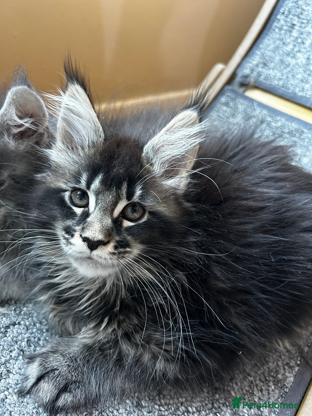 Maine Coon cats for sale: maine coon  - Advert 3