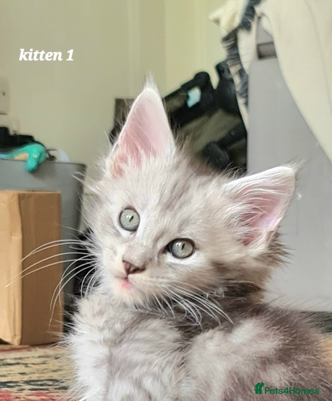 Maine Coon cats for sale: 2 MaineCoon boys - Image 5