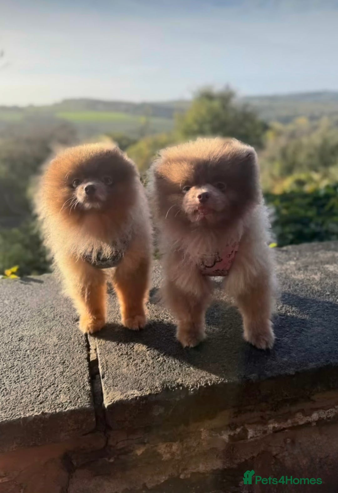Pomeranian dogs for stud: Lilac and orange tan teddy Bear🪻🍊 - Advert 4