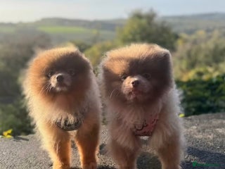 Pomeranian dogs Lilac and orange tan teddy Bear🪻🍊 - Advert 19