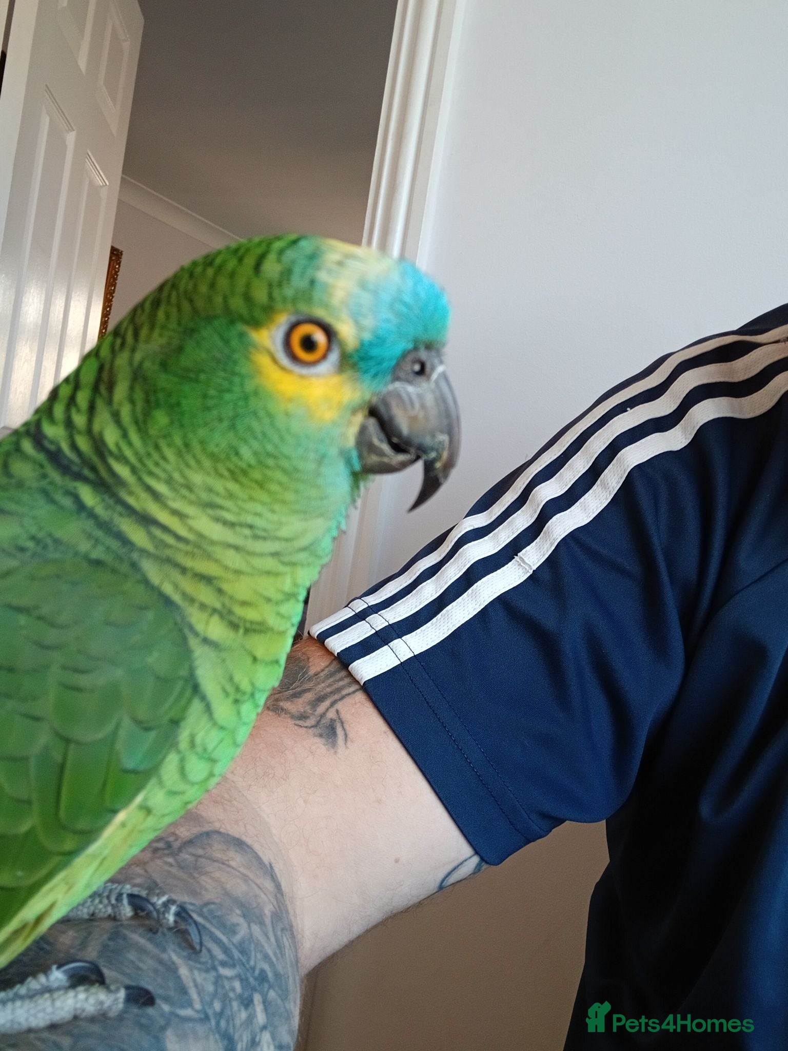 Parrots birds Blue Fronted Amazon  - Advert 1