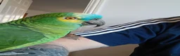 Parrots birds for sale: Blue Fronted Amazon  - Advert 1