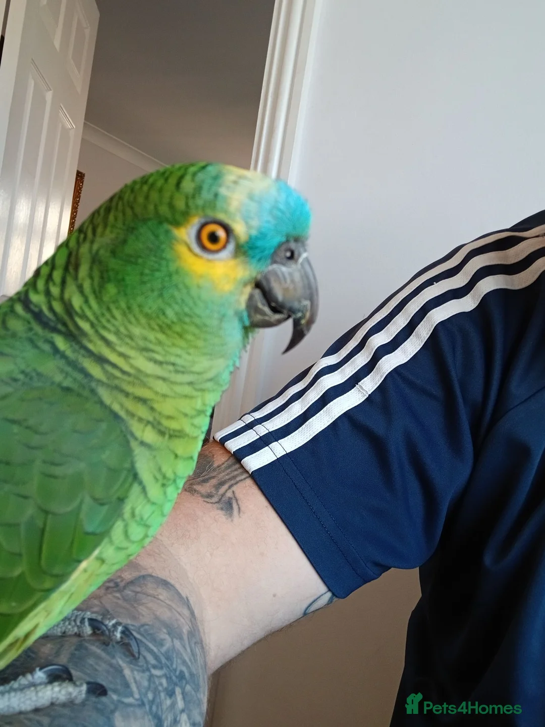 Parrots birds for sale: Blue Fronted Amazon  - Advert 1
