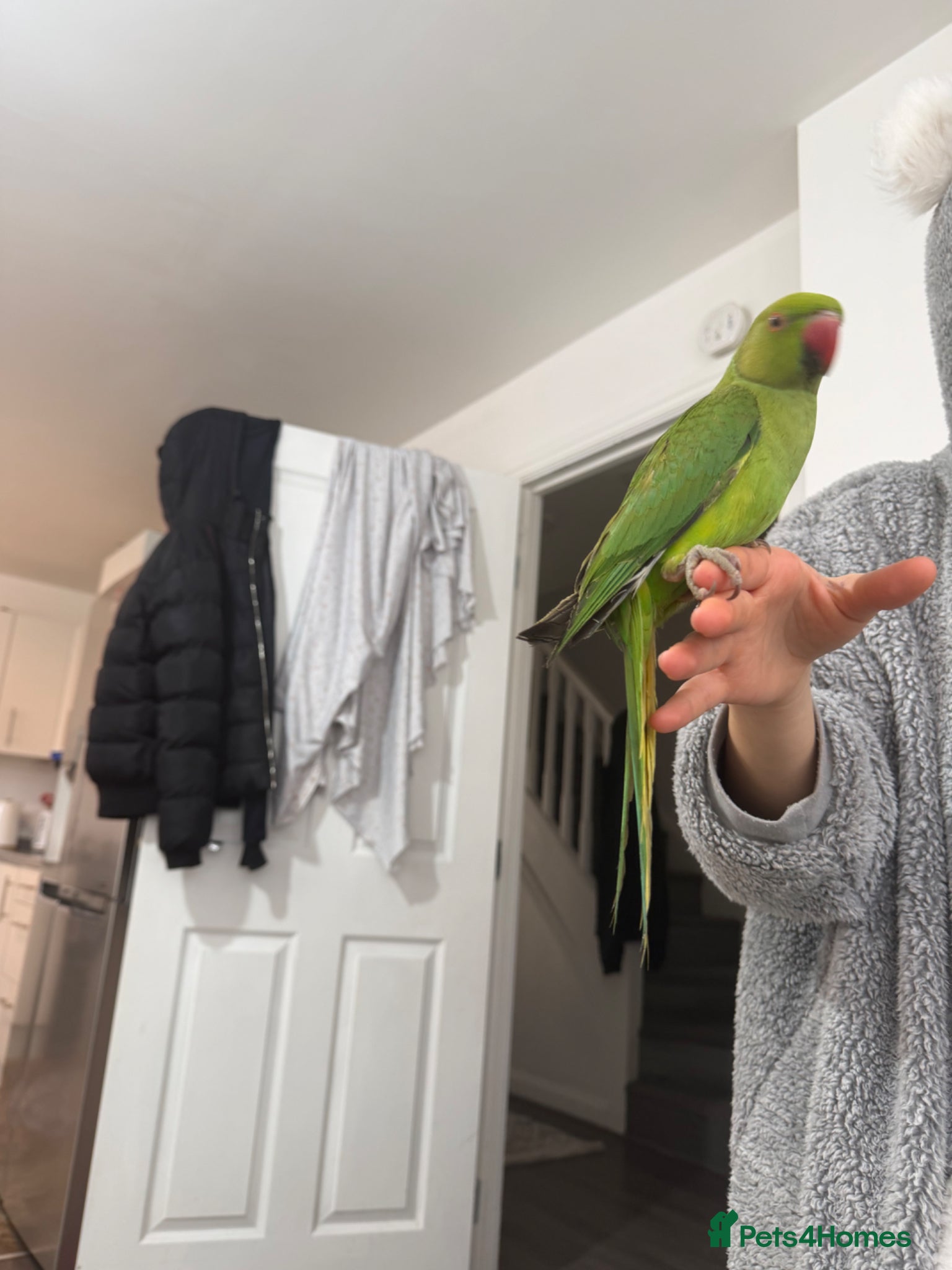 Ringnecks birds Ringneck parrot  - Advert 15