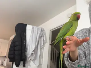 Ringnecks birds Ringneck parrot - Advert 15