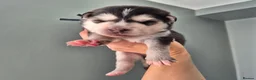 Pomsky dogs for sale: Pomsky puppies from Health tested parents - Advert 6
