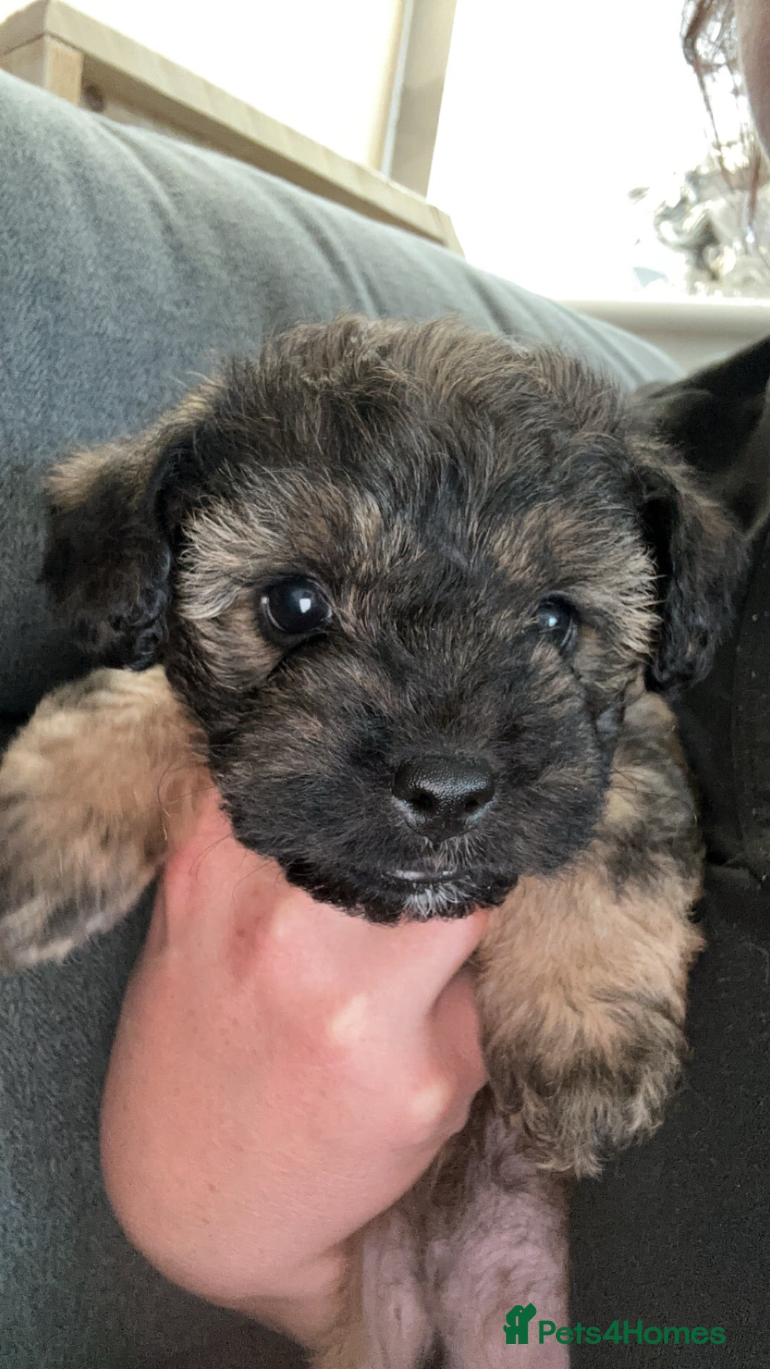 Yorkiepoo dogs for sale: Yorkiepoo - Image 7