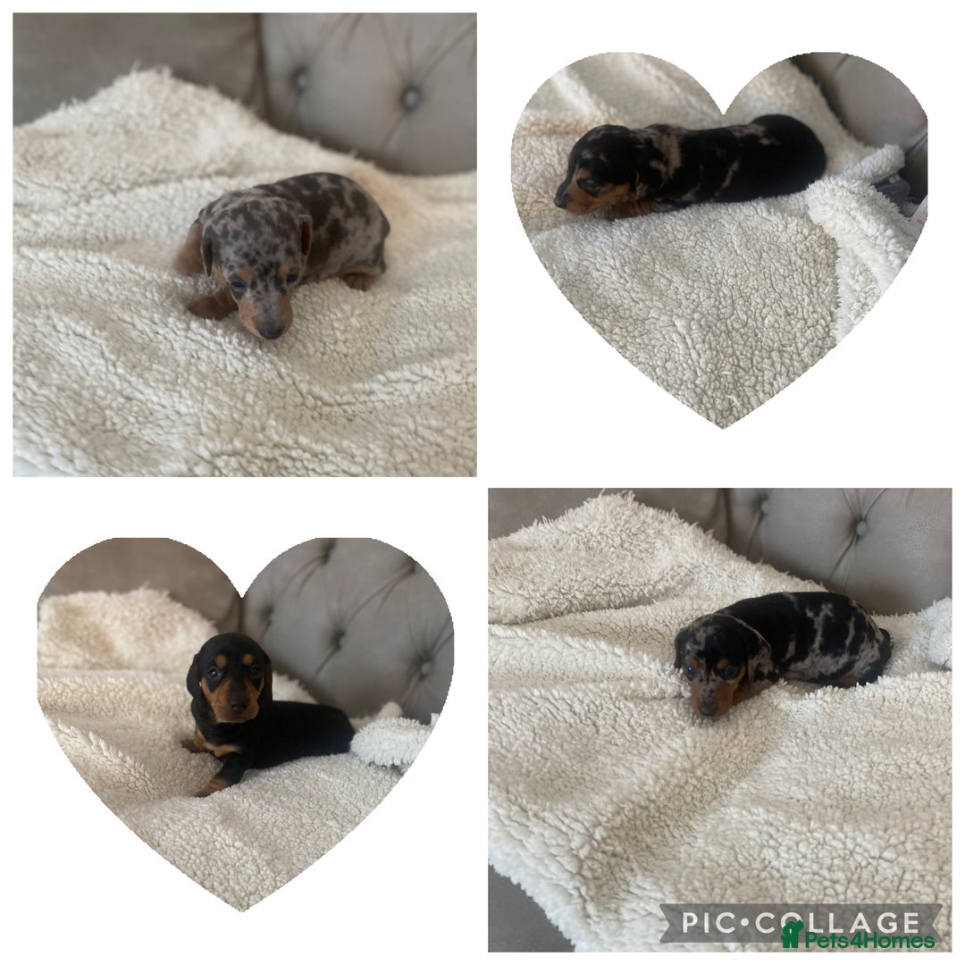 Miniature Dachshund dogs for sale: Miniture dachshund puppies  - Advert 8