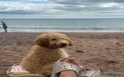 Goldendoodle dogs for sale: Golden doodle ready for her forever home  - Image 2