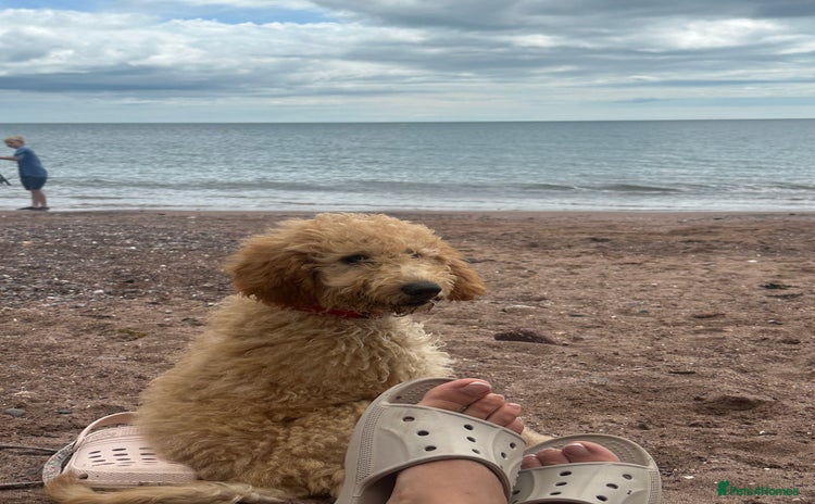 Goldendoodle dogs - Advert 1