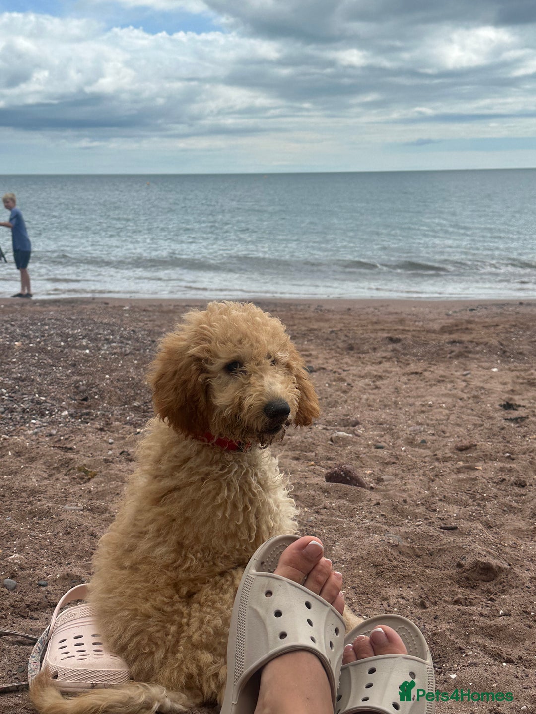 Goldendoodle dogs for sale: Golden doodle ready for her forever home  - Image 2