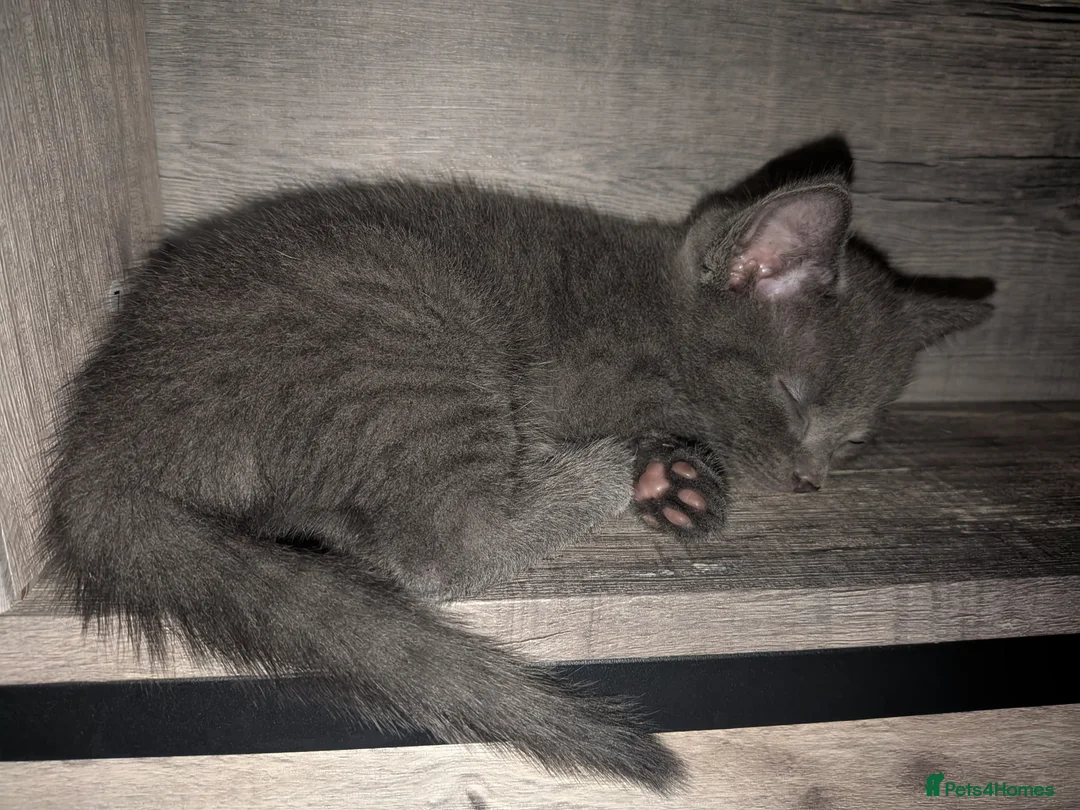 Russian Blue cats for sale: 1 female russian blue kittens  - Advert 2