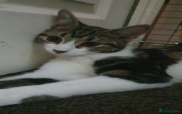 Mixed Breed cats for sale: MALE KITTEN FOR A LOVING HOME  - Image 2