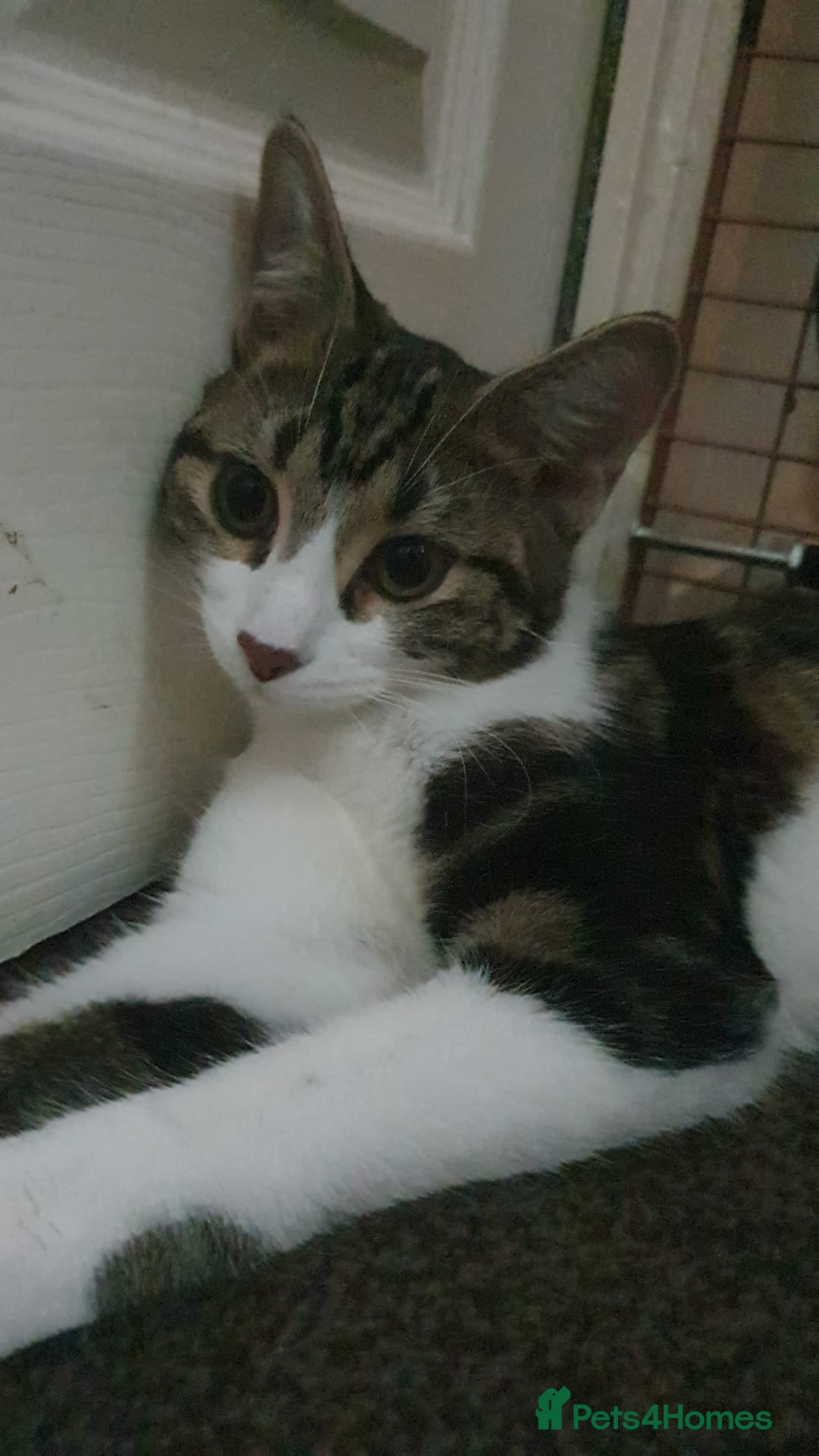Mixed Breed cats for sale: MALE KITTEN FOR A LOVING HOME  - Image 2