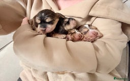 Cocker Spaniel dogs for sale: ✨ Gorgeous Litter of 6 Show Cocker Spaniels✨ - Image 8