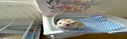 Hamster rodents for sale: Russian hamster  - Advert 3