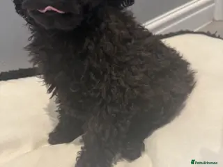 Miniature Poodle dogs Stunning Kc Poodle Girl 3 Month - Advert 2