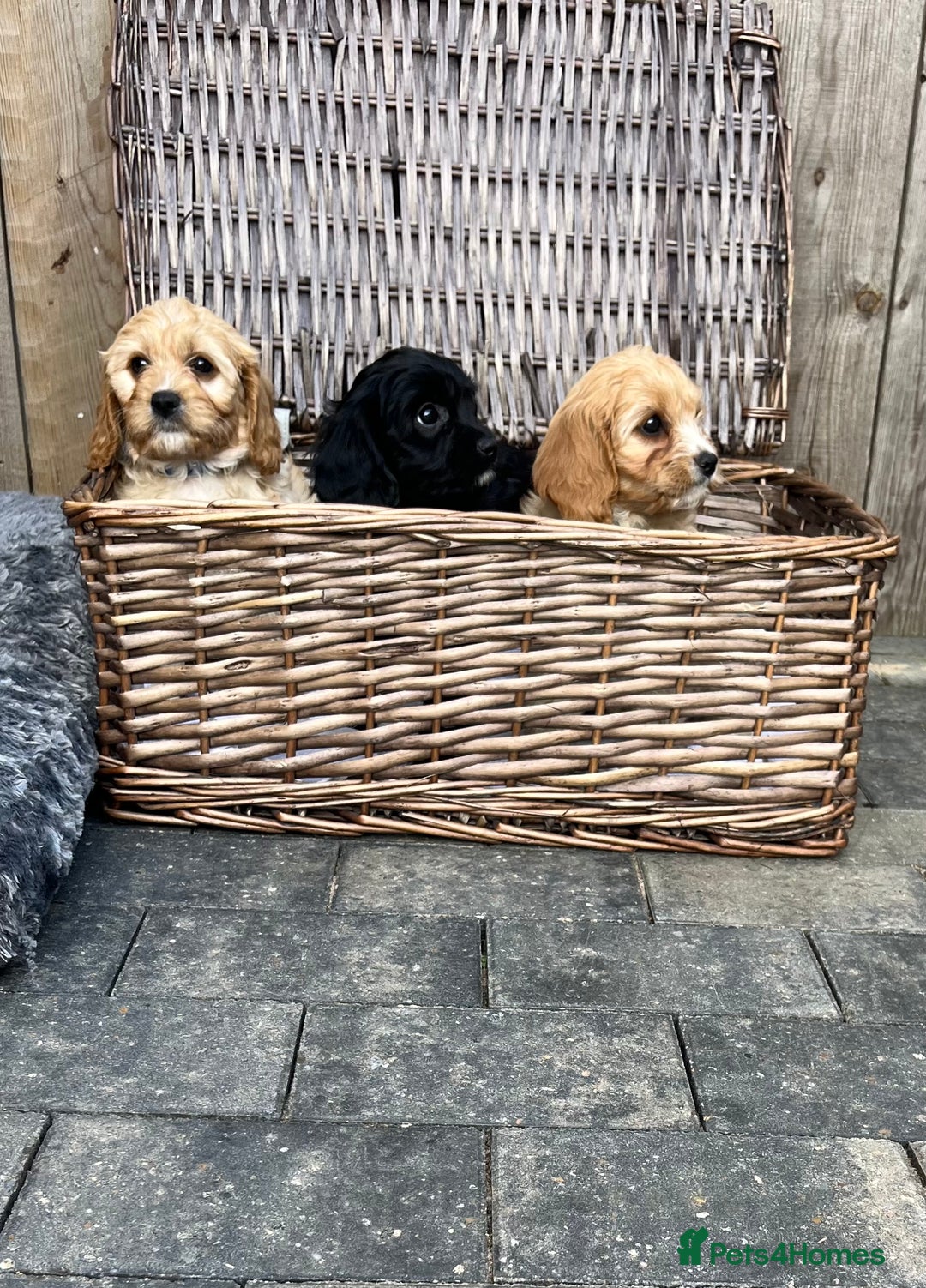 Cavapoo dogs for sale: F1 CAVAPOO PUPS  - Image 2
