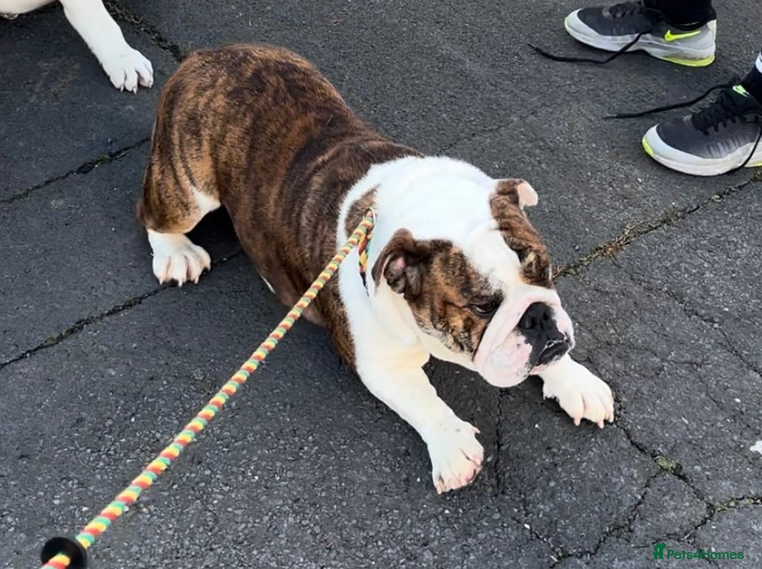 English Bulldog dogs for sale: Kc registered beautiful female  - Advert 4