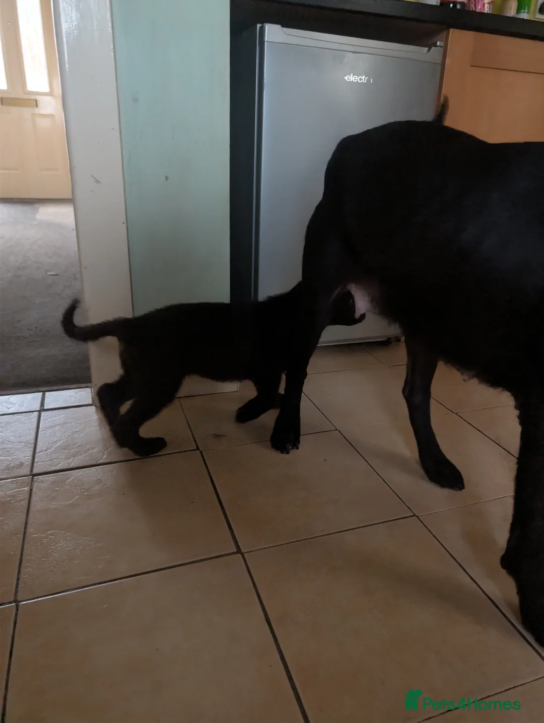 Mixed Breed dogs for sale: Cane corso x German shepherd pups  - Advert 32