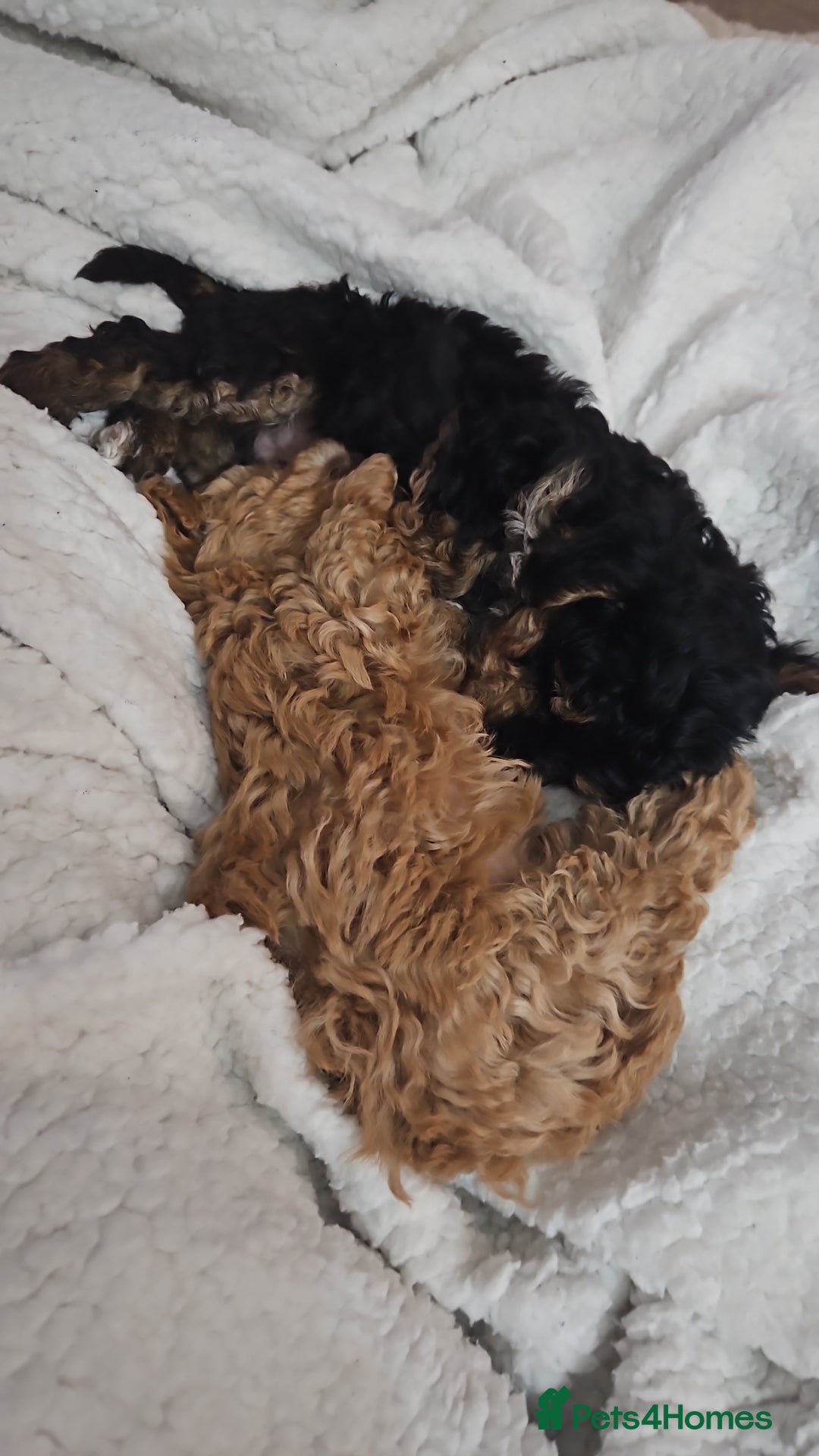 Maltipoo dogs for sale: Maltipoo  - Advert 3